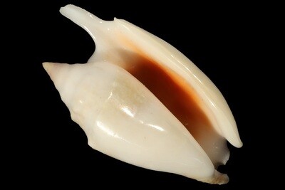 Euprotomus bulla