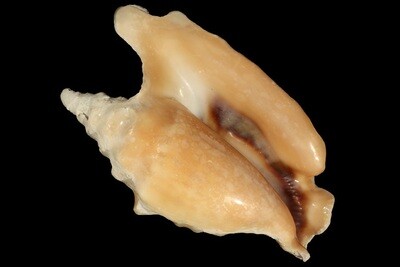 Tricornis oldi
