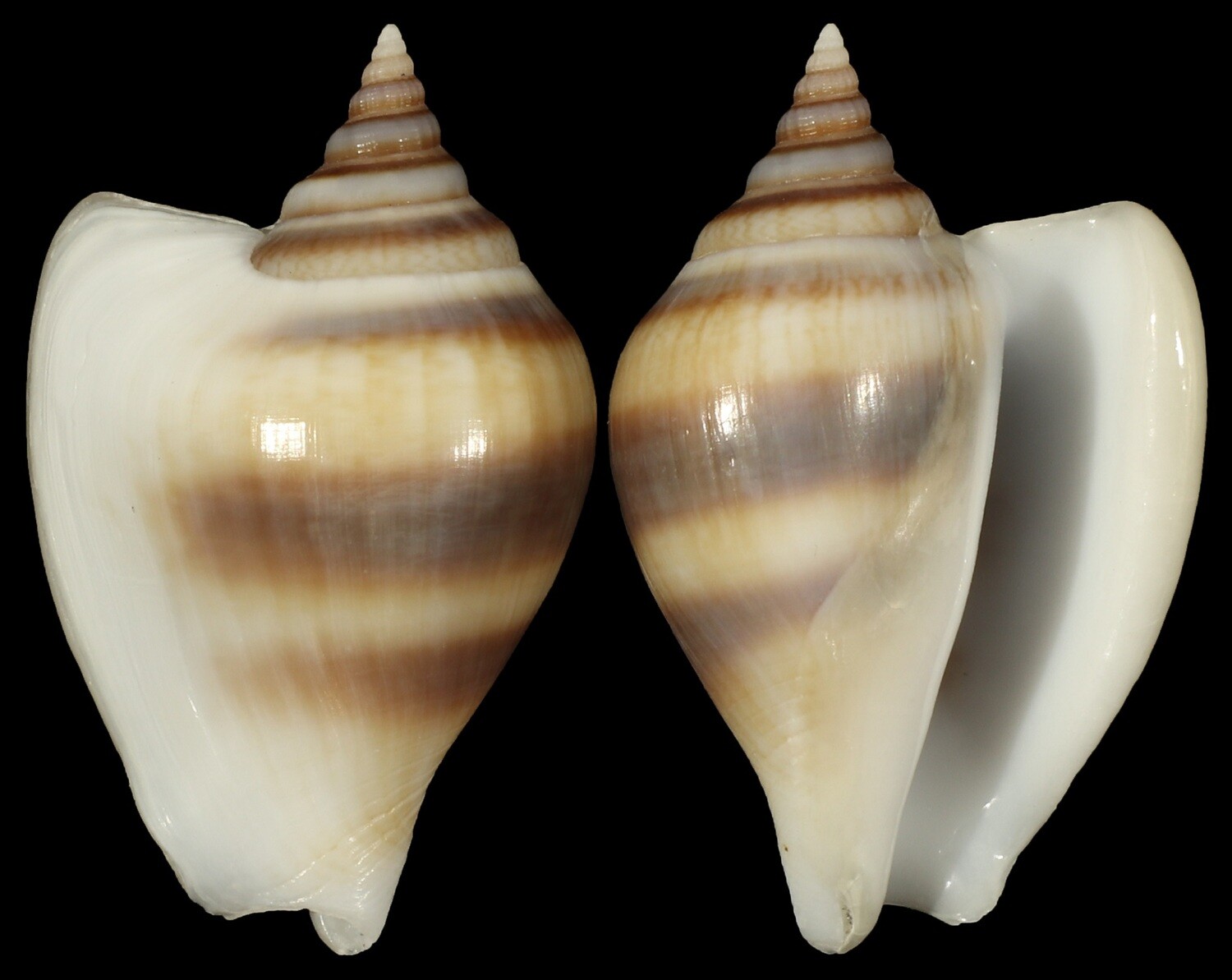Laevistrombus taeniatus