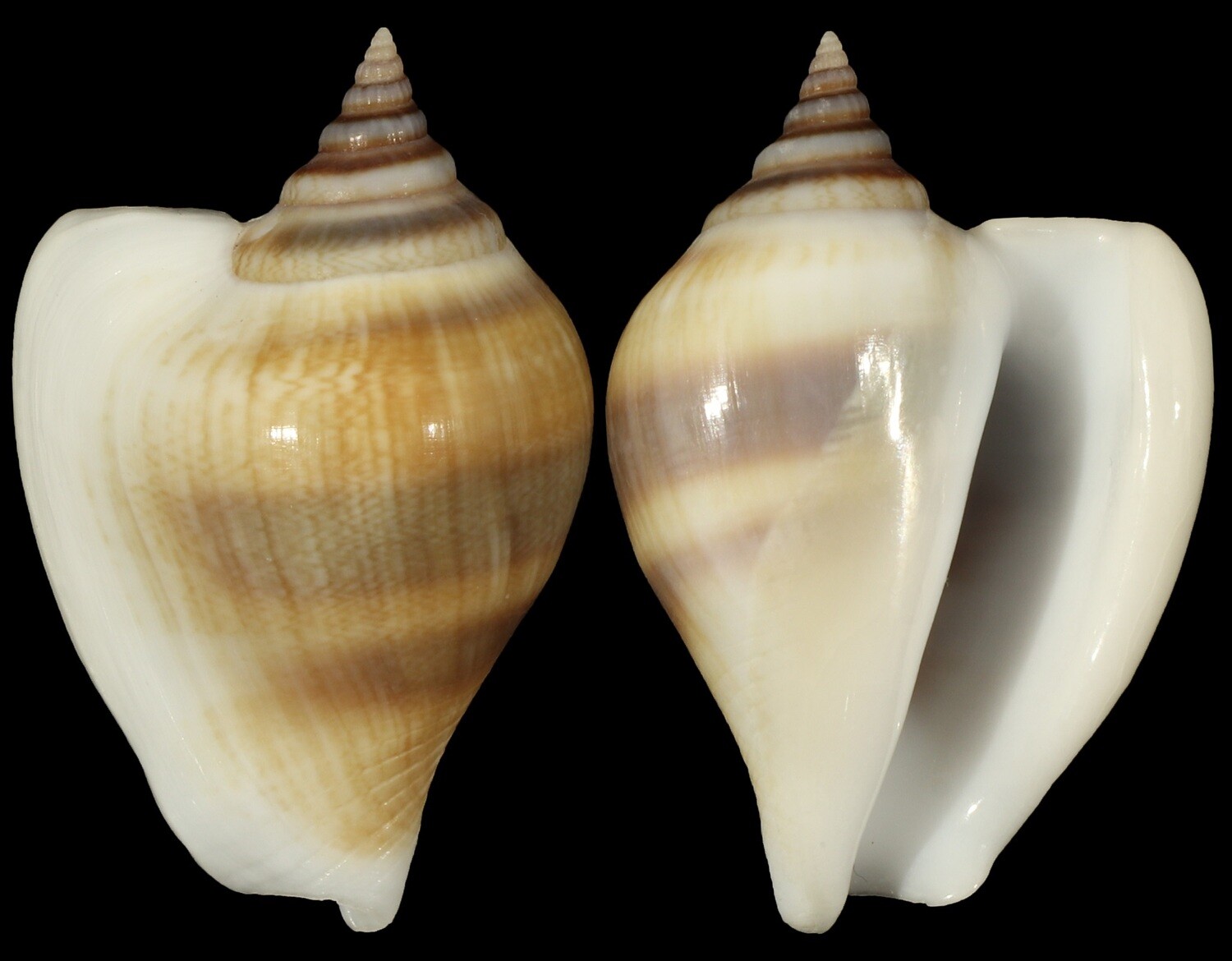 Laevistrombus taeniatus