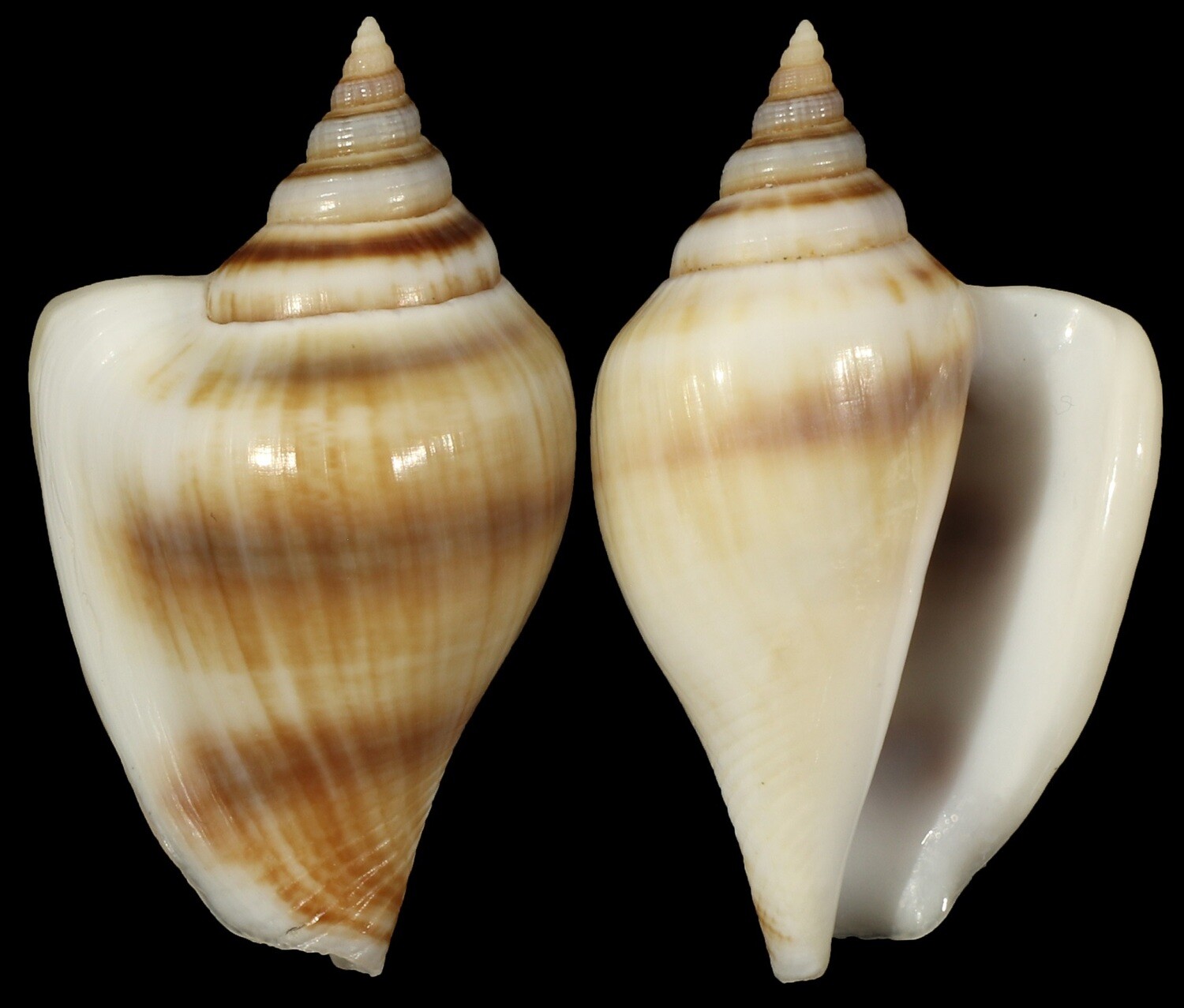 Laevistrombus taeniatus