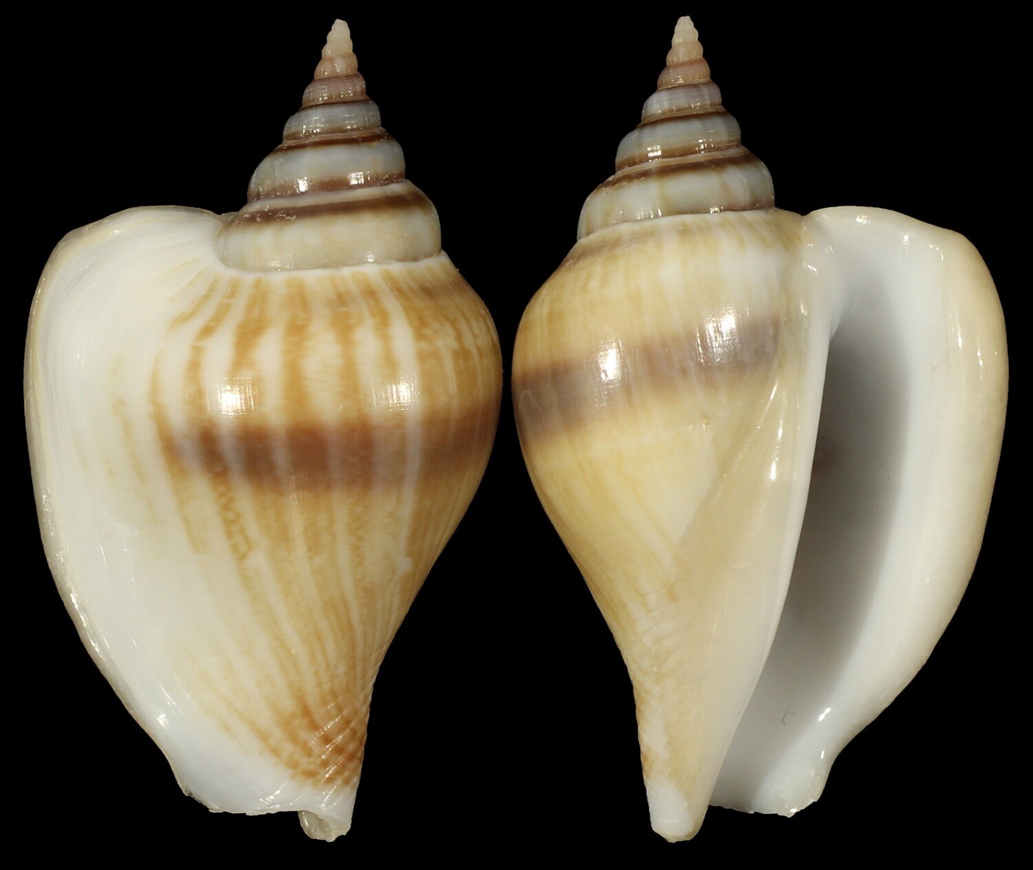 Laevistrombus taeniatus