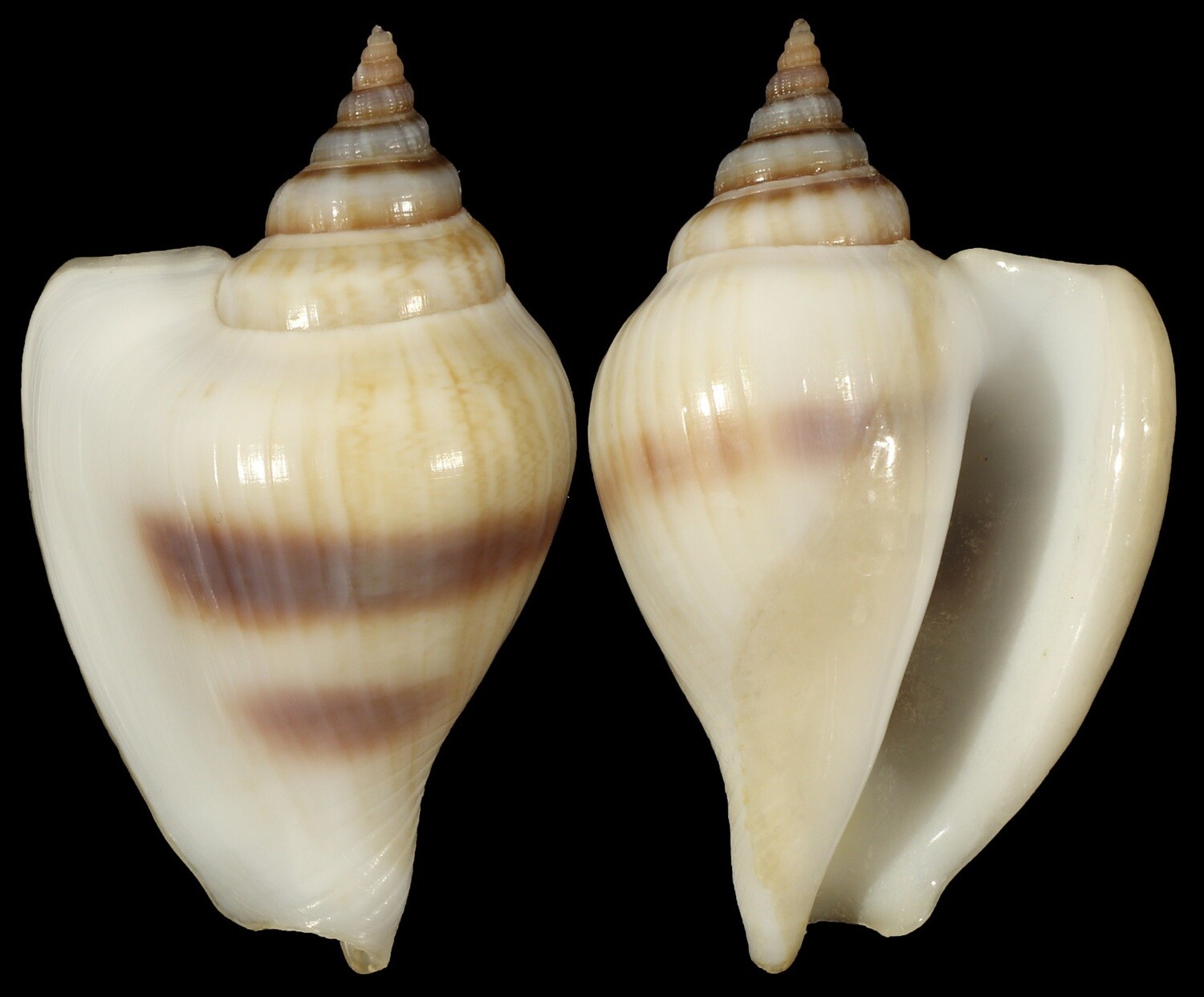 Laevistrombus taeniatus