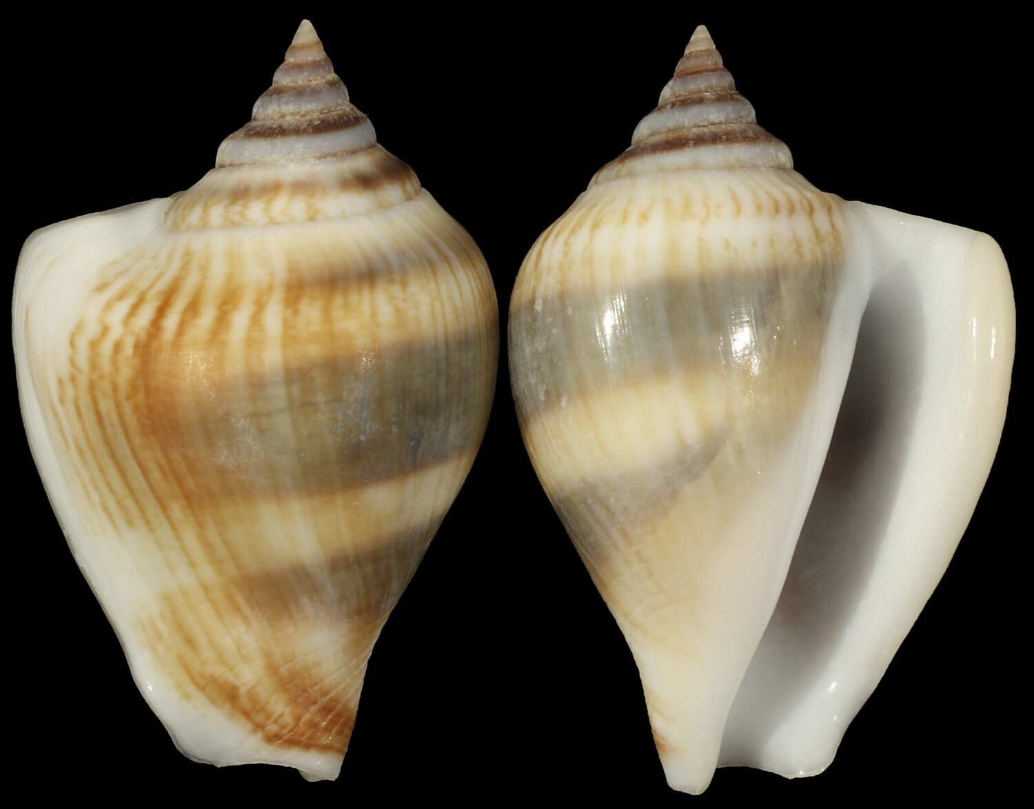 Laevistrombus taeniatus