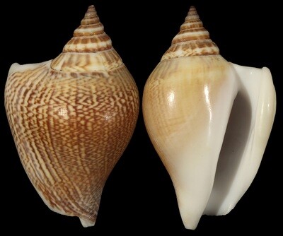 Labiostrombus liveranii