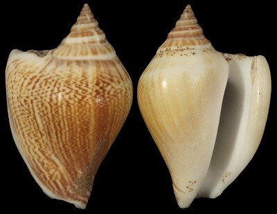 Laevistrombus liveranii