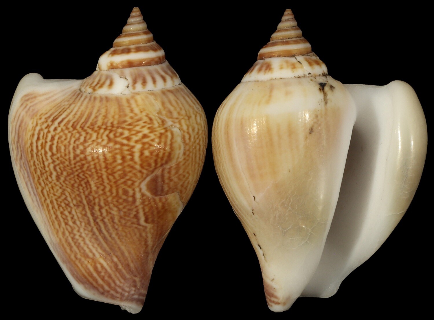 Labiostrombus liveranii