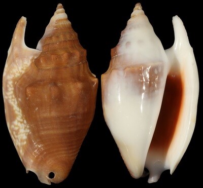 Euprotomus bulla
