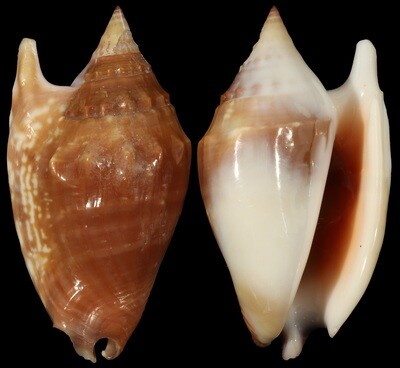 Euprotomus bulla