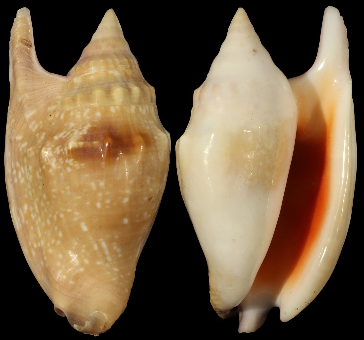 Euprotomus bulla