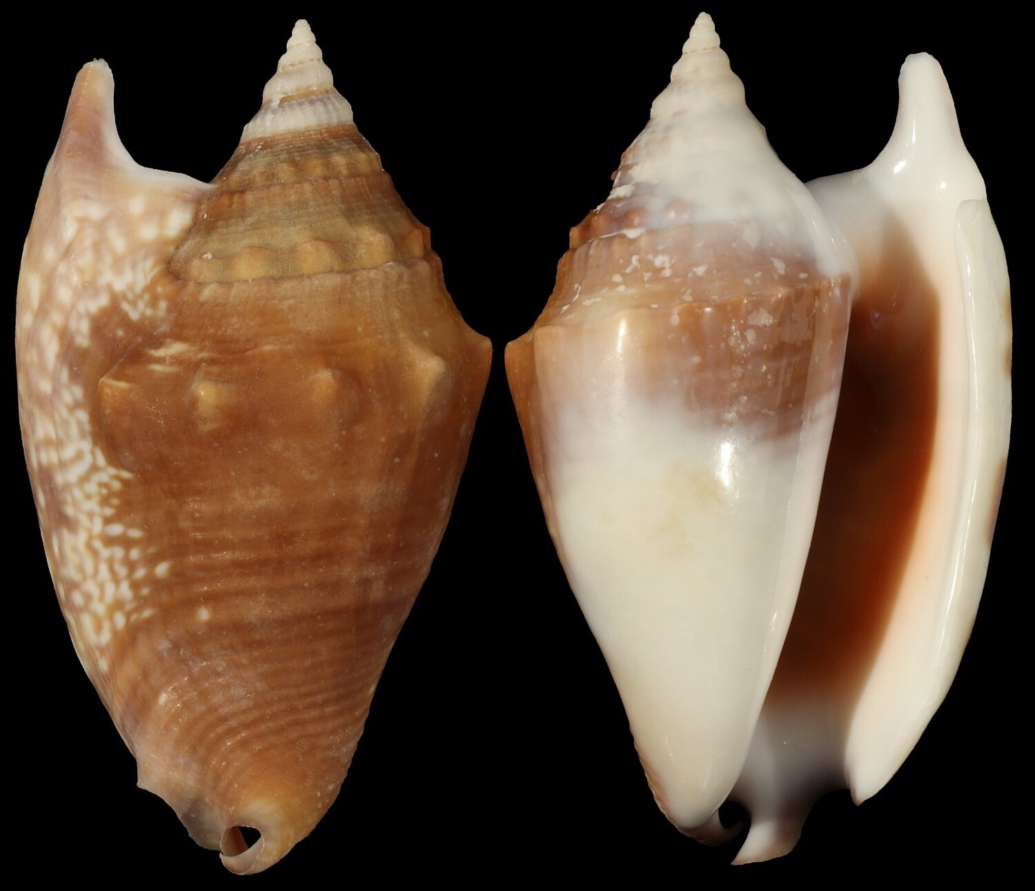 Euprotomus bulla