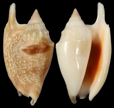 Euprotomus bulla