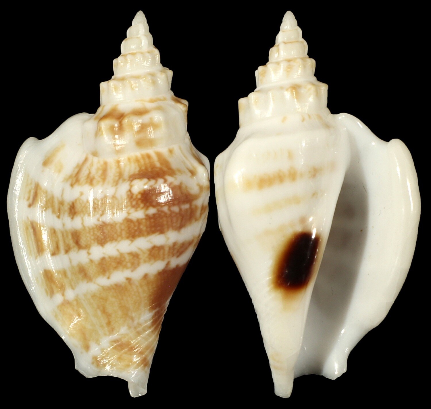 Labiostrombus caledonicus