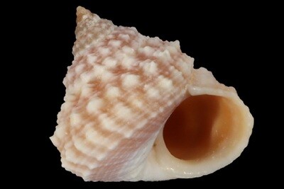 Tectarius cumingii f. luchuanus