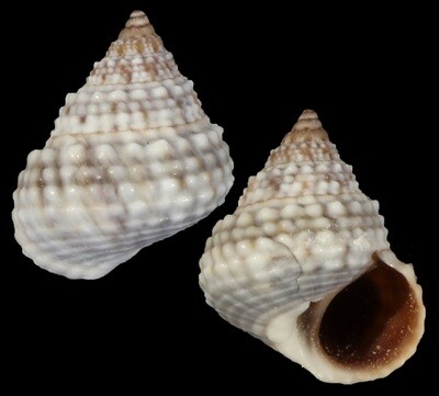 Tectarius muricatus