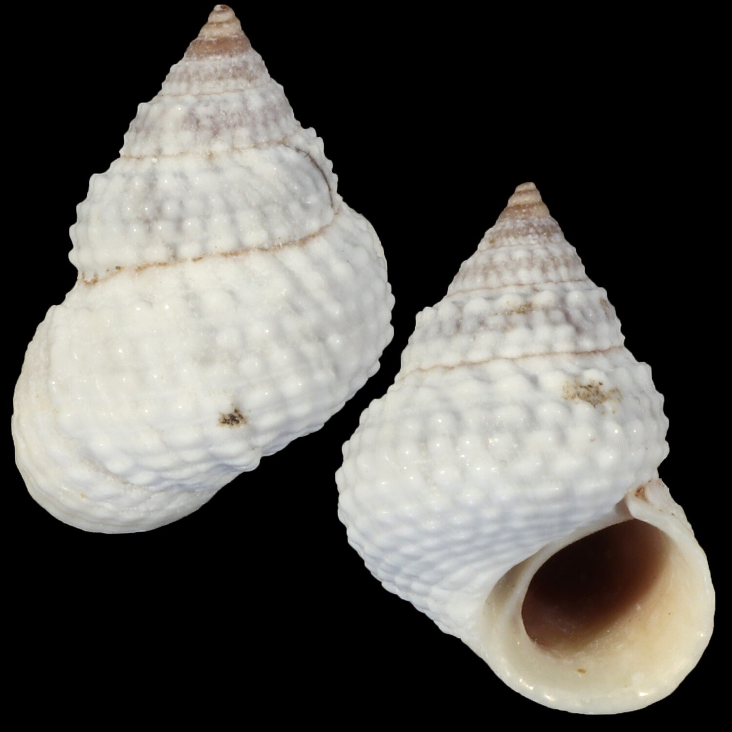 Tectarius muricatus
