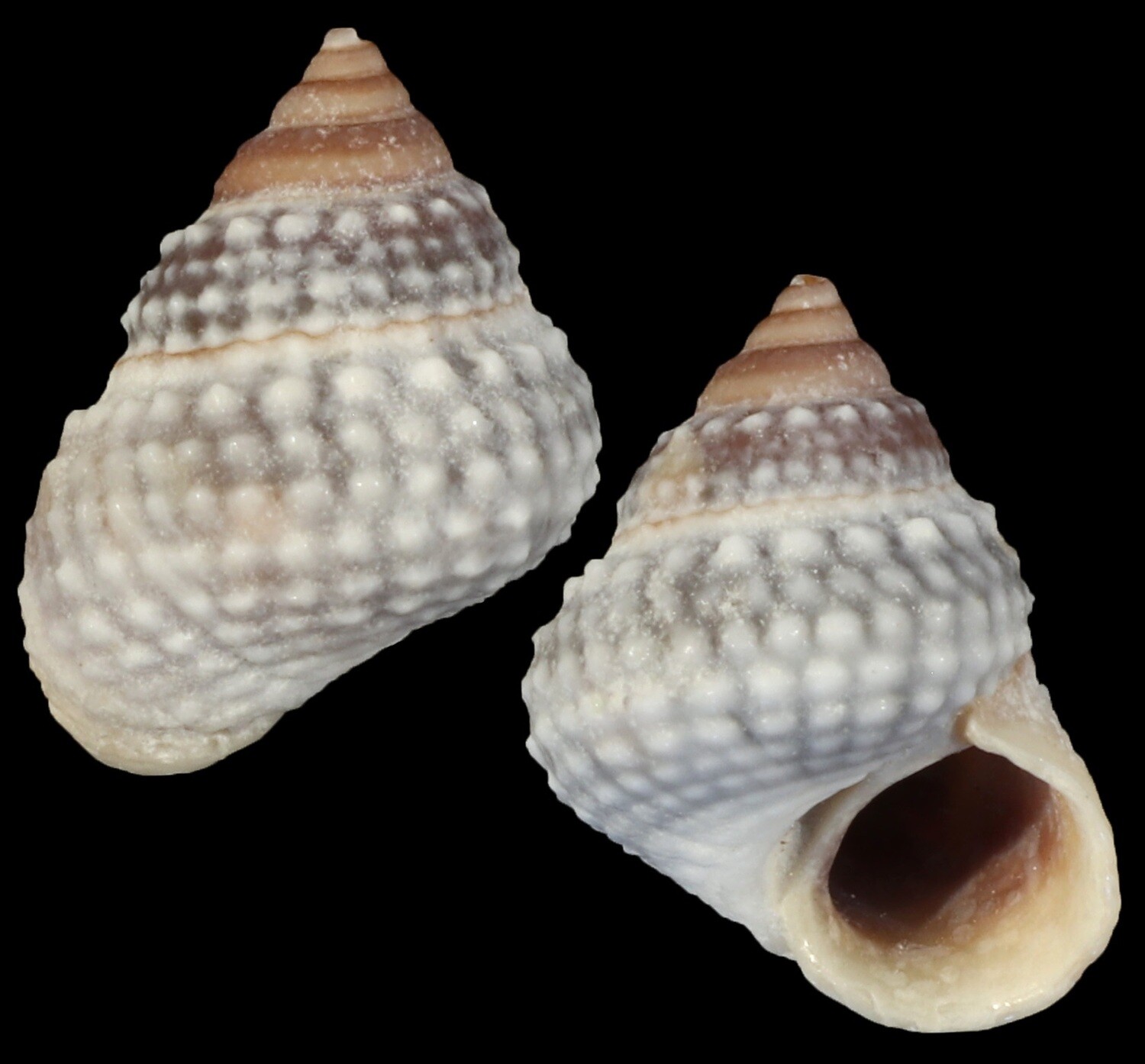 Tectarius muricatus