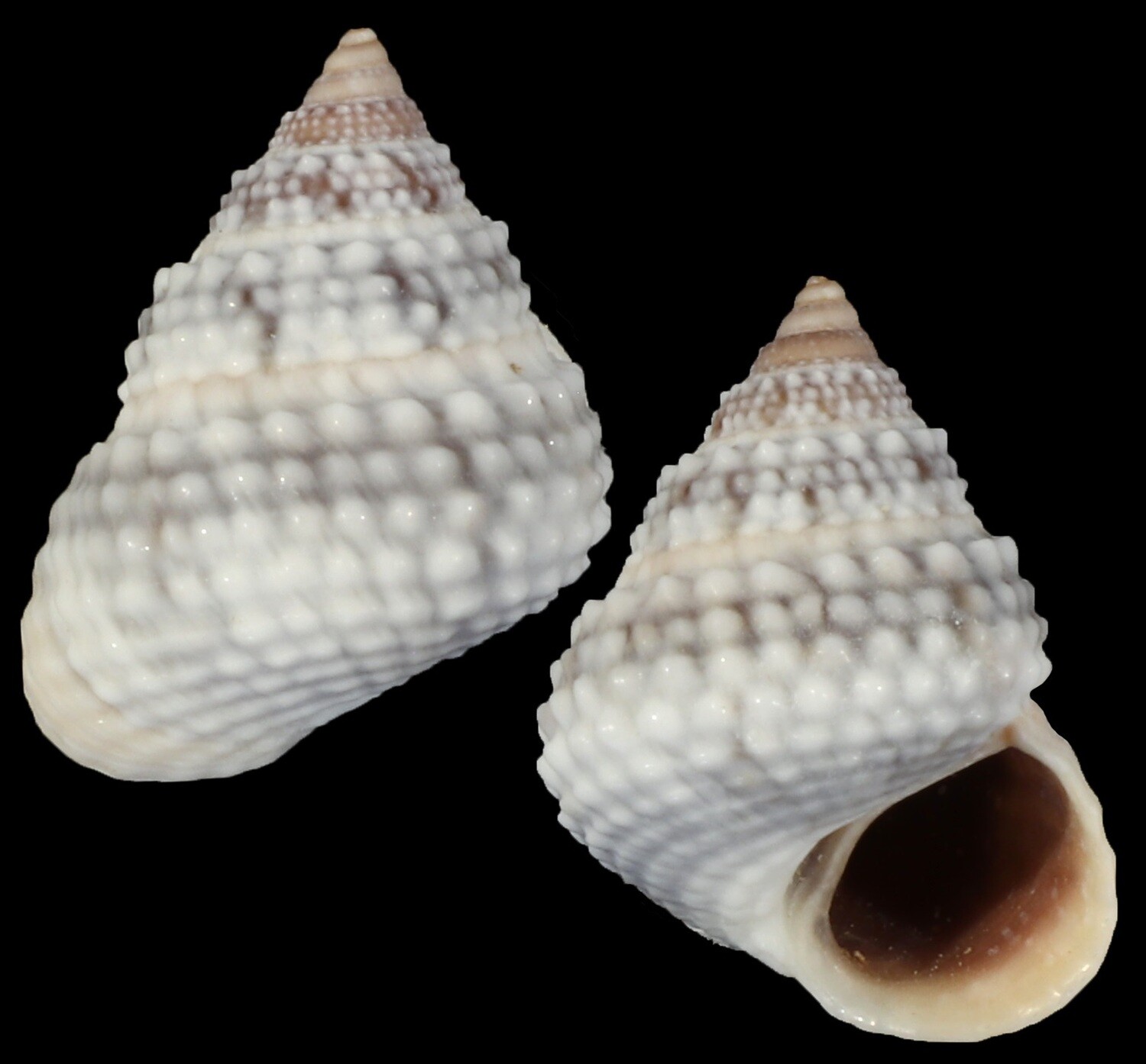 Tectarius muricatus