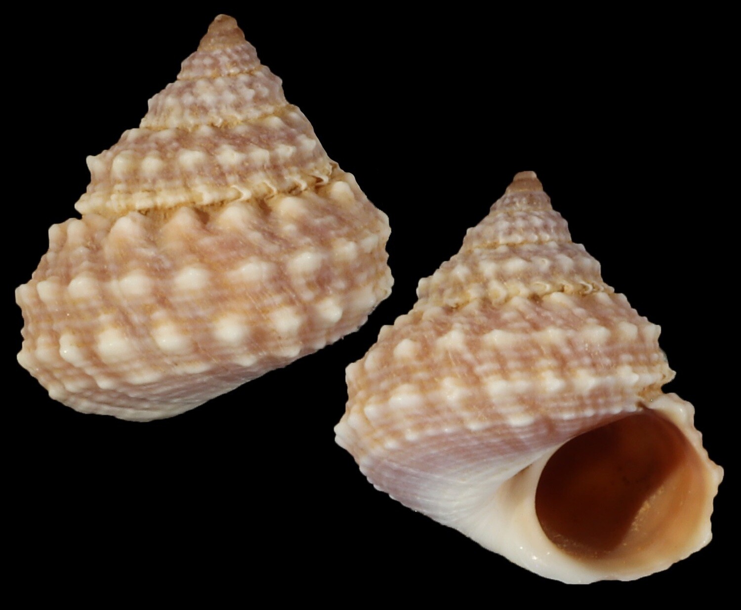 Tectarius cumingii f. luchuanus