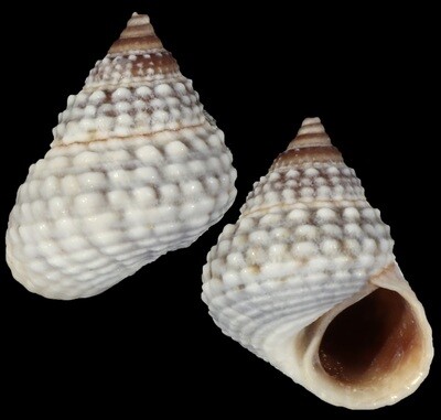 Tectarius muricatus