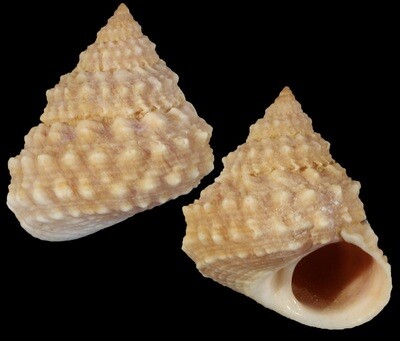 Tectarius cumingii f. luchuanus