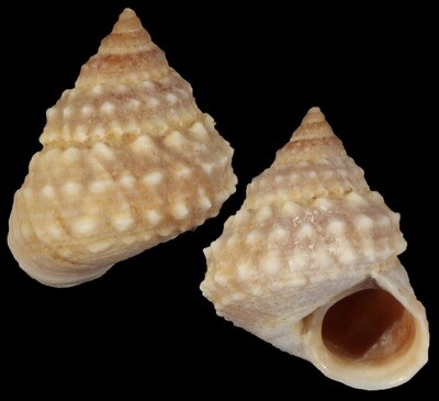 Tectarius cumingii f. luchuanus