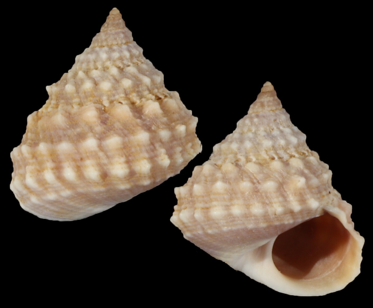 Tectarius cumingii f. luchuanus