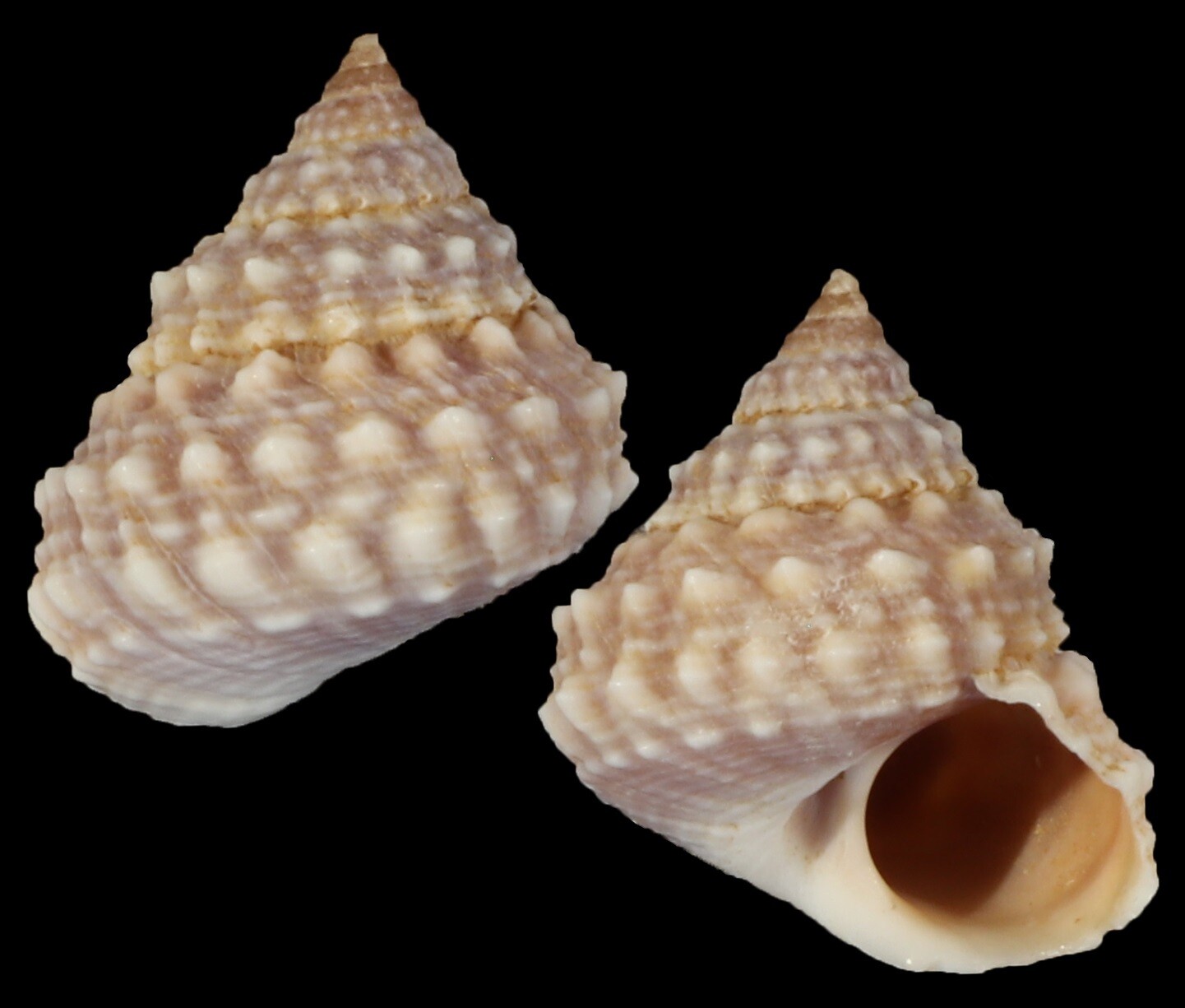 Tectarius cumingii f. luchuanus