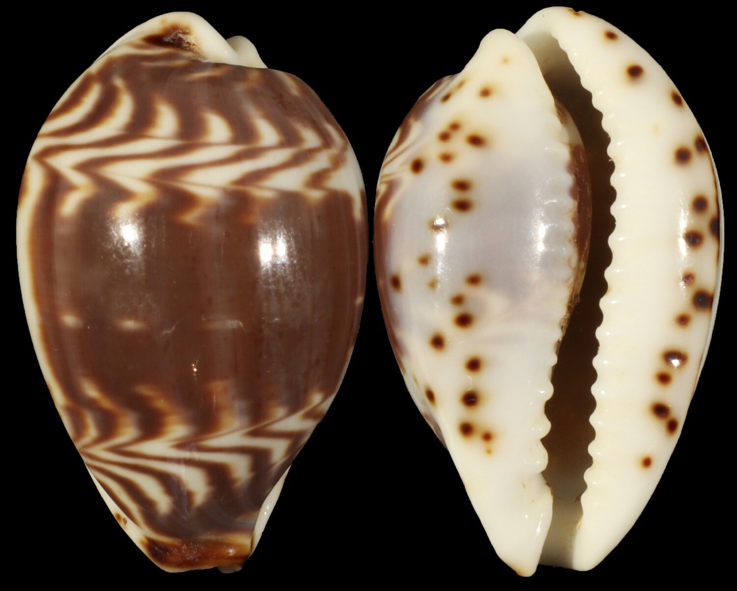 Palmadusta diluculum