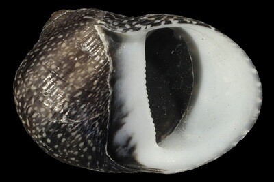 Neritodryas subsulcata