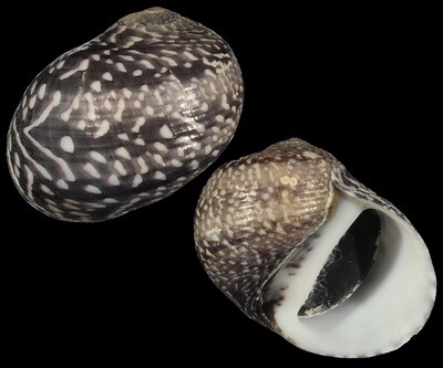 Neritodryas subsulcata