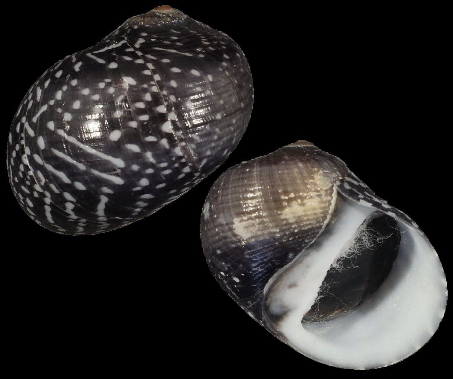 Neritodryas subsulcata