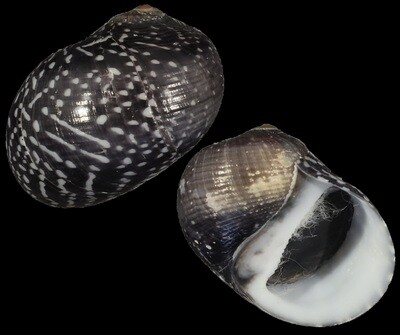 Neritodryas subsulcata