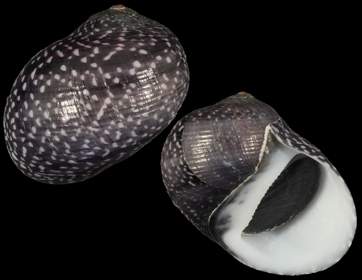 Neritodryas subsulcata