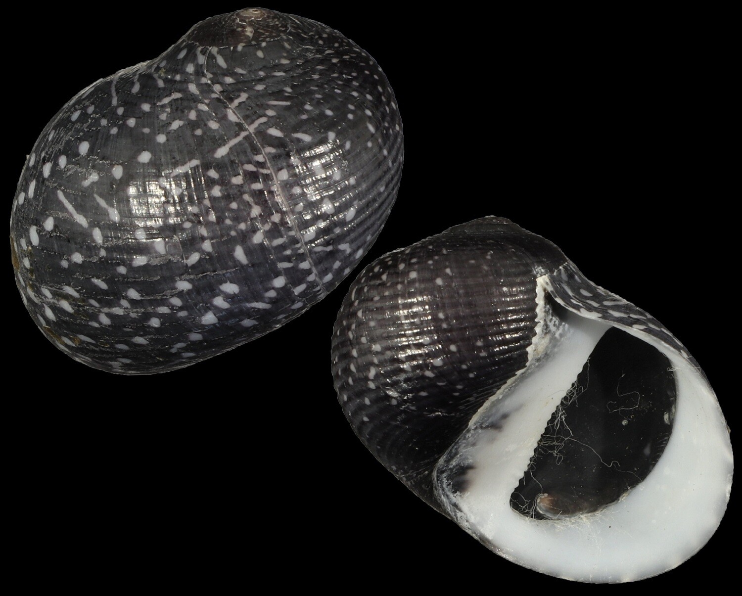 Neritodryas subsulcata