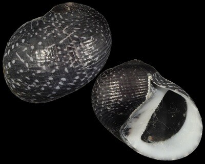 Neritodryas subsulcata