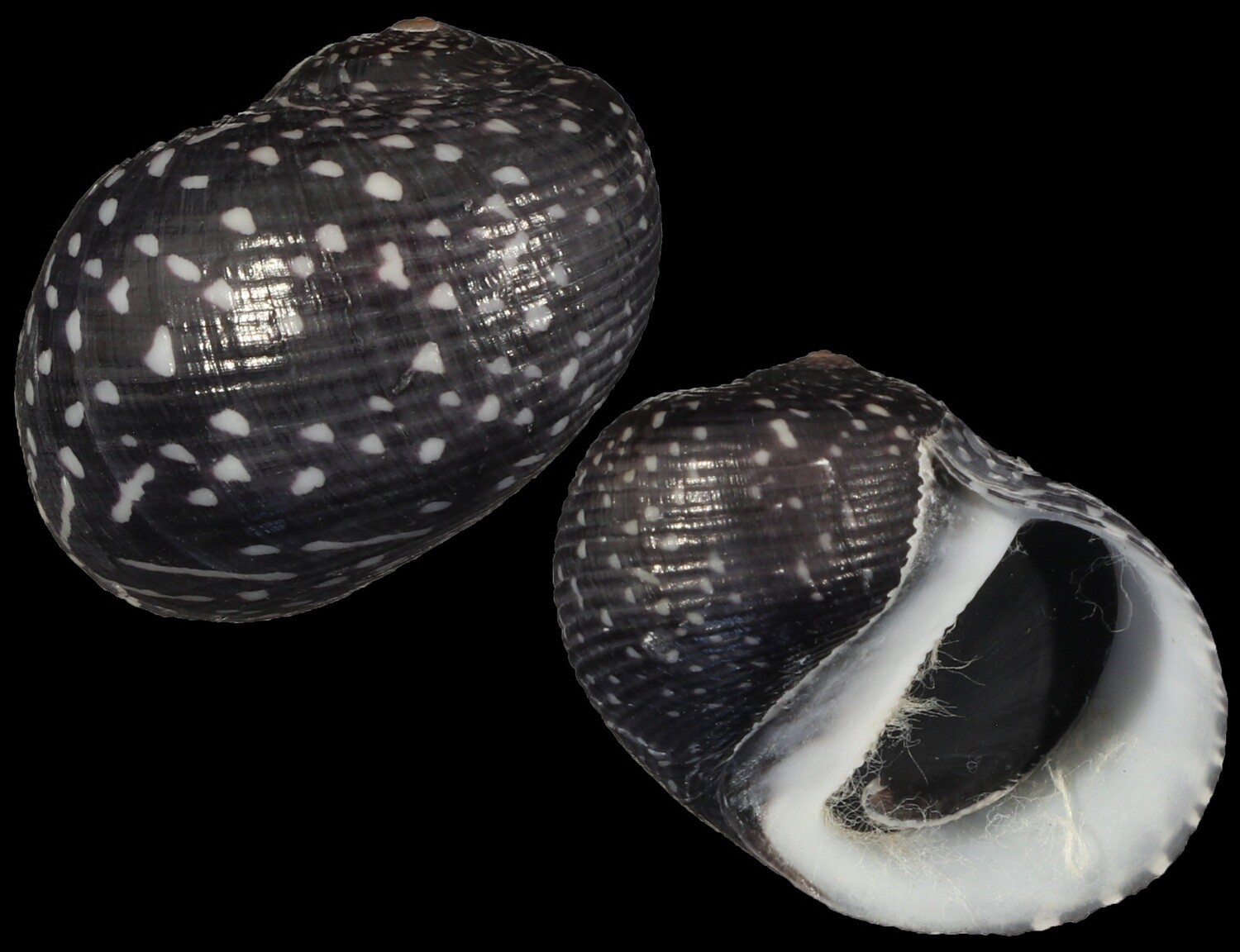 Neritodryas subsulcata