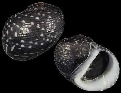 Neritodryas subsulcata