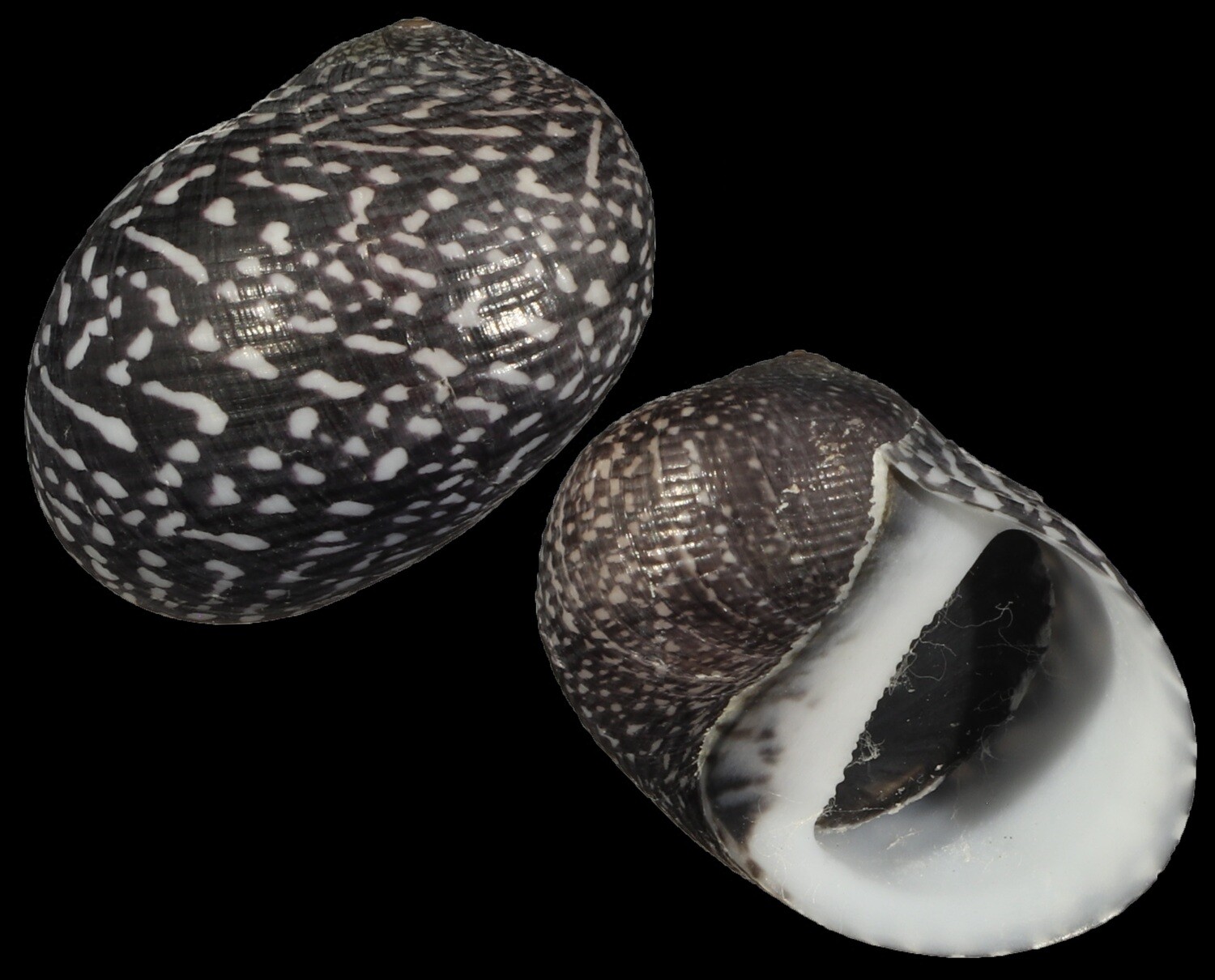 Neritodryas subsulcata