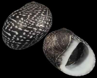 Neritodryas subsulcata