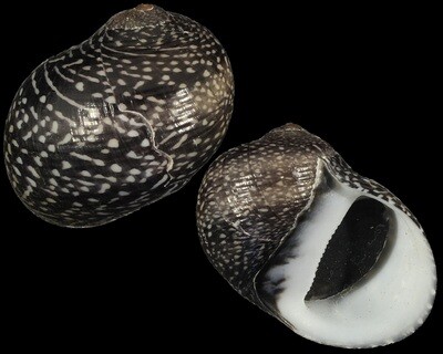 Neritodryas subsulcata