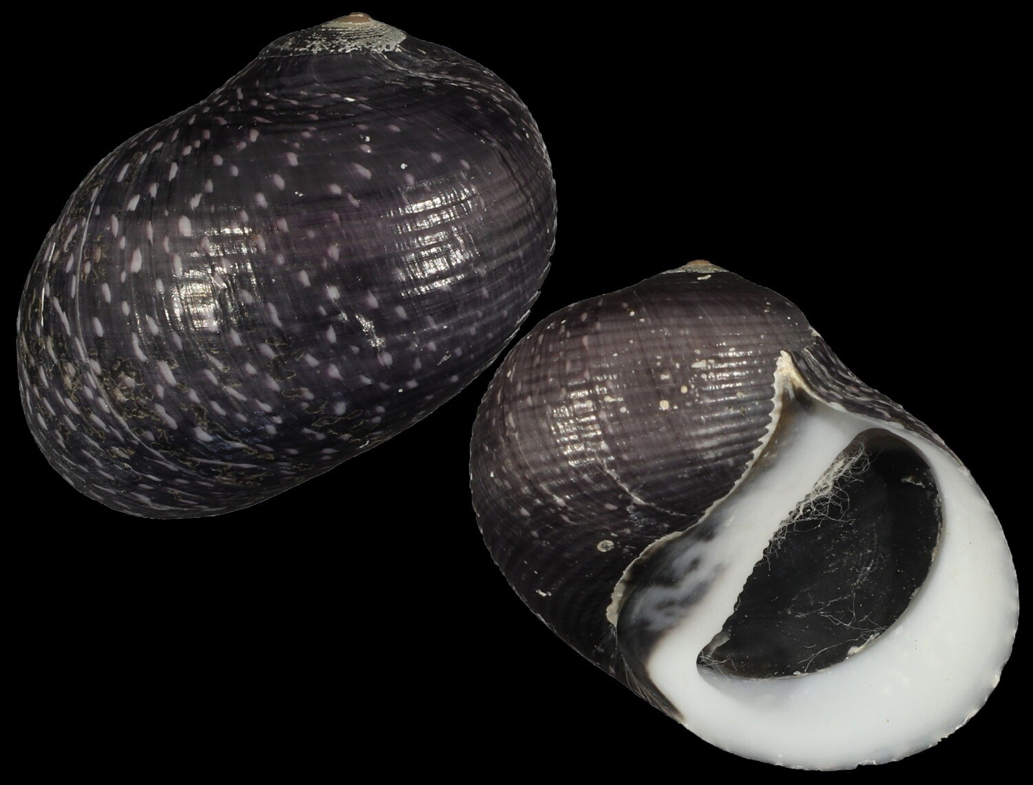 Neritodryas subsulcata