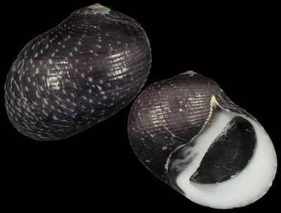 Neritodryas subsulcata