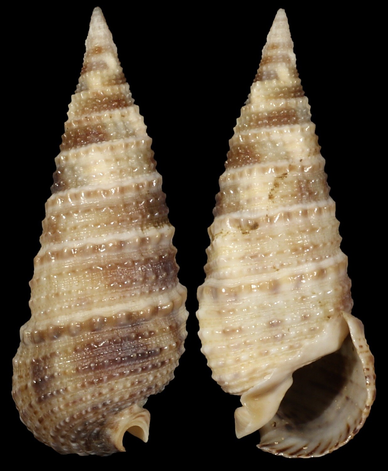 Rhinoclavis articulata