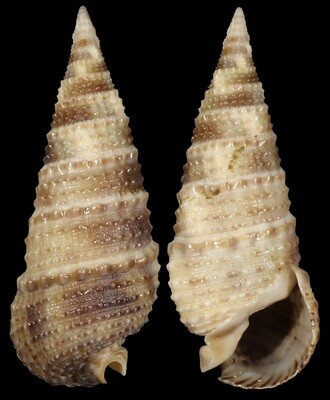 Rhinoclavis articulata