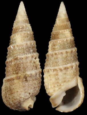 Rhinoclavis articulata