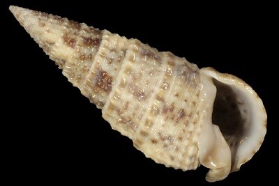 Rhinoclavis articulata