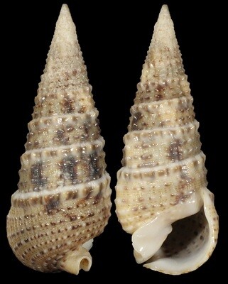 Rhinoclavis articulata