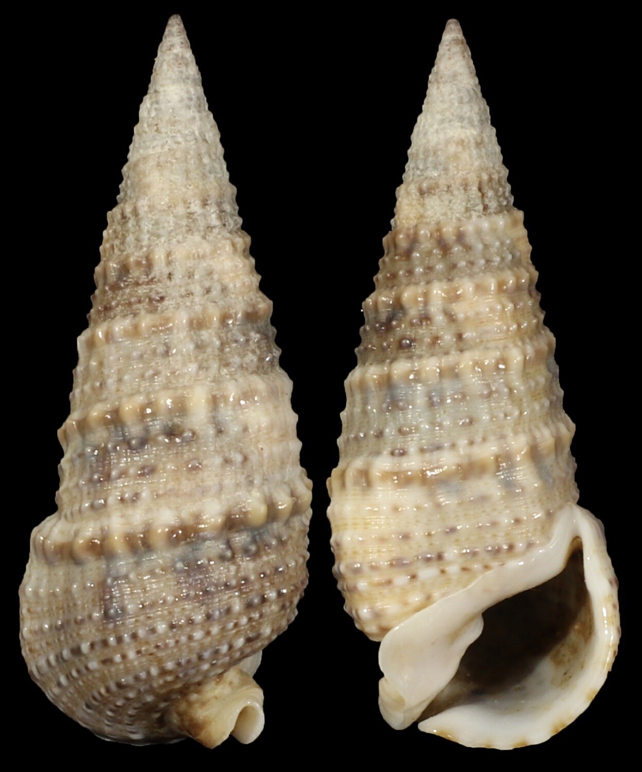Rhinoclavis articulata
