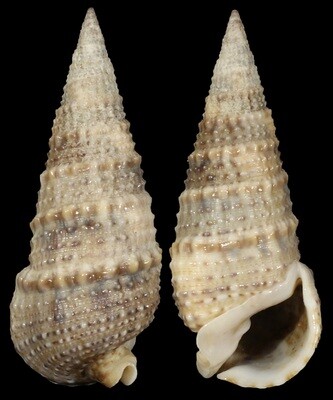 Rhinoclavis articulata